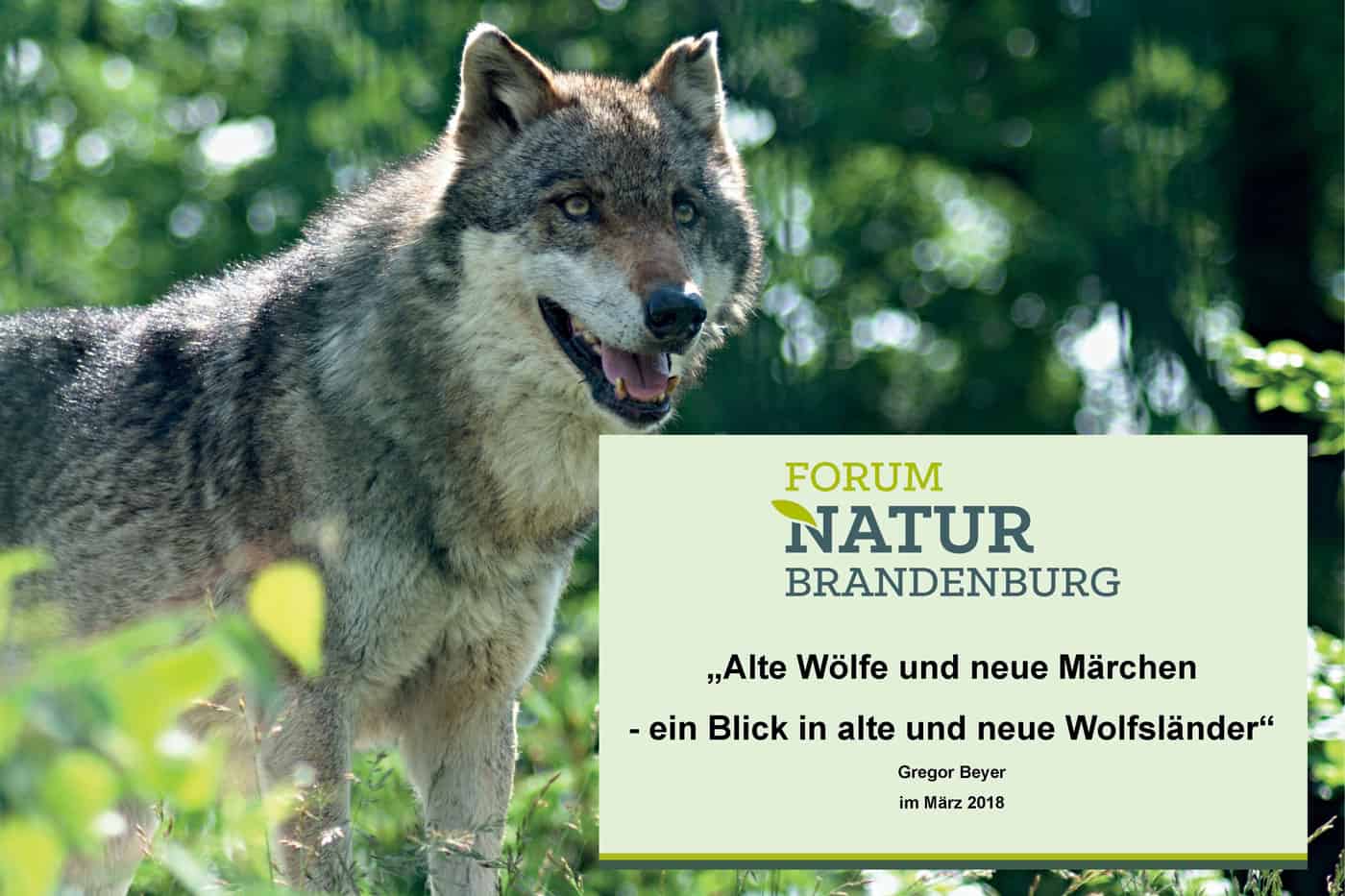 Alte Wolfe Und Neue Marchen Forum Natur Brandenburg