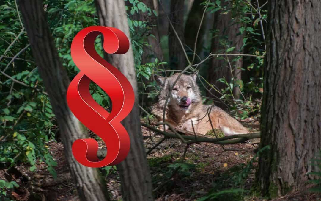 Gehört der Wolf ins Jagdrecht?