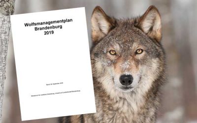 Brandenburger Wolfsmanagementplan überarbeitet