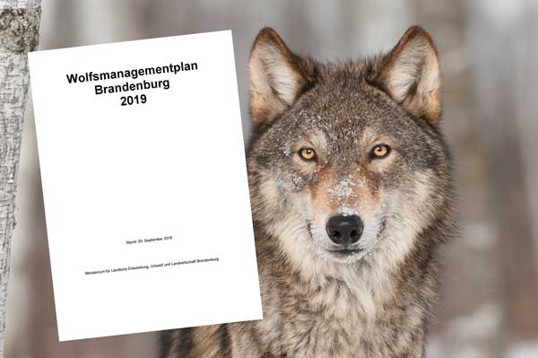 Brandenburger Wolfsmanagementplan überarbeitet